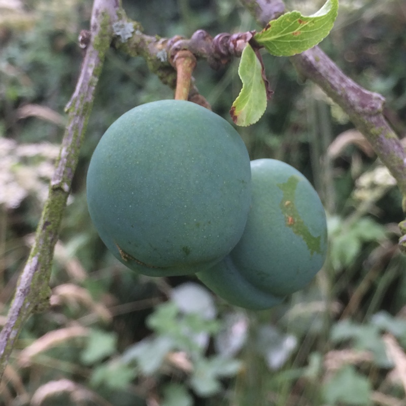 Plant image Prunus domestica subsp. italica