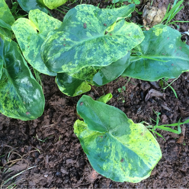 Plant image Arum italicum subsp. neglectum 'Miss Janay Hall'