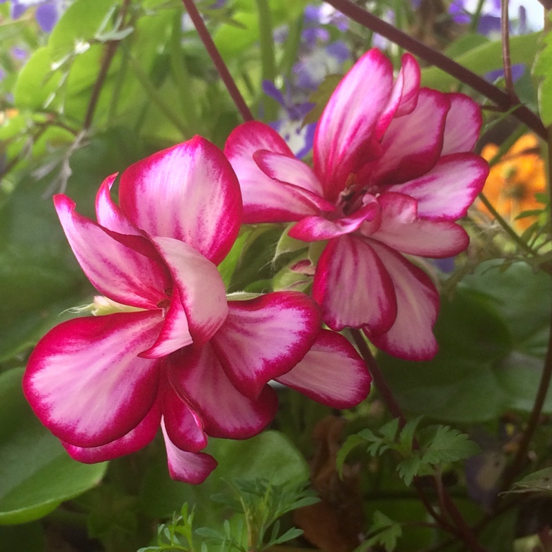 Plant image Pelargonium 'Lollipop Purple Nova' (Lollipop Series)