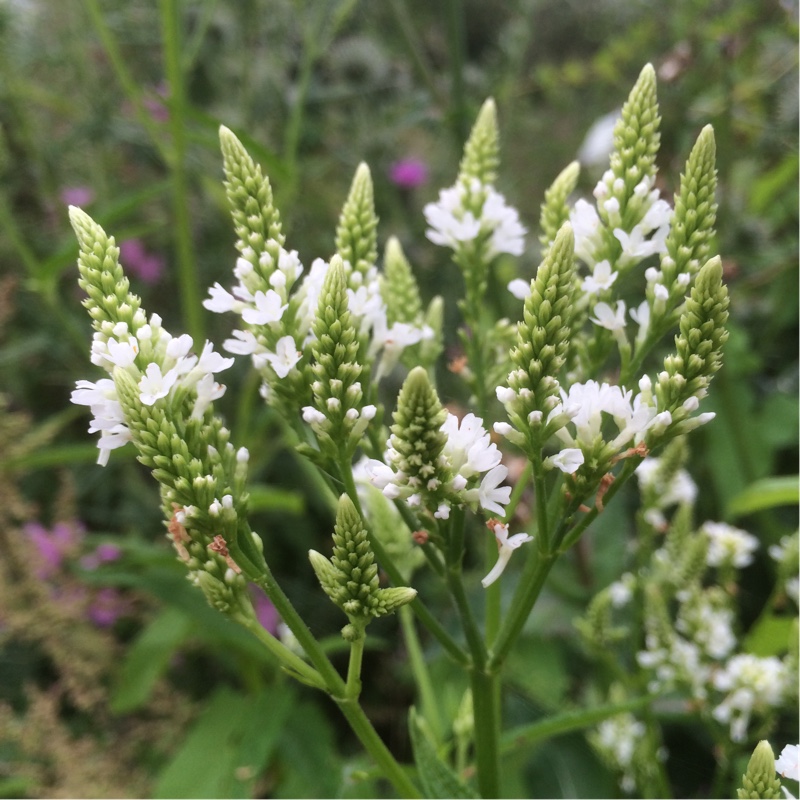 Verbena hastata 'Alba'