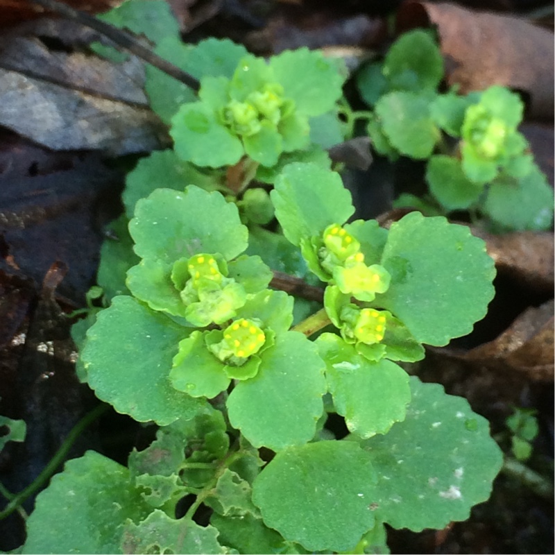 Plant image Chrysosplenium Oppositifolium