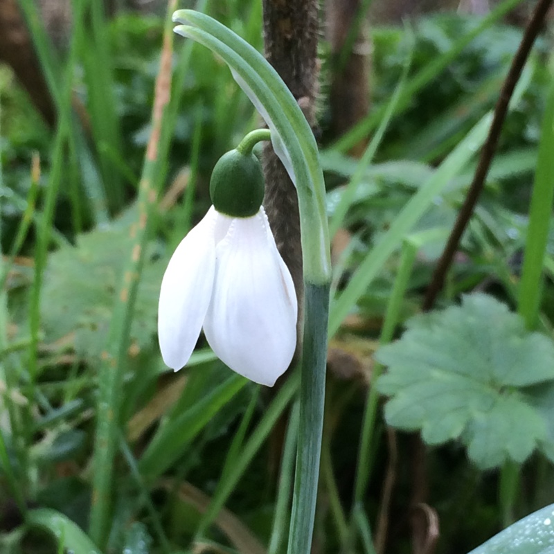 Plant image Galanthus elwesii