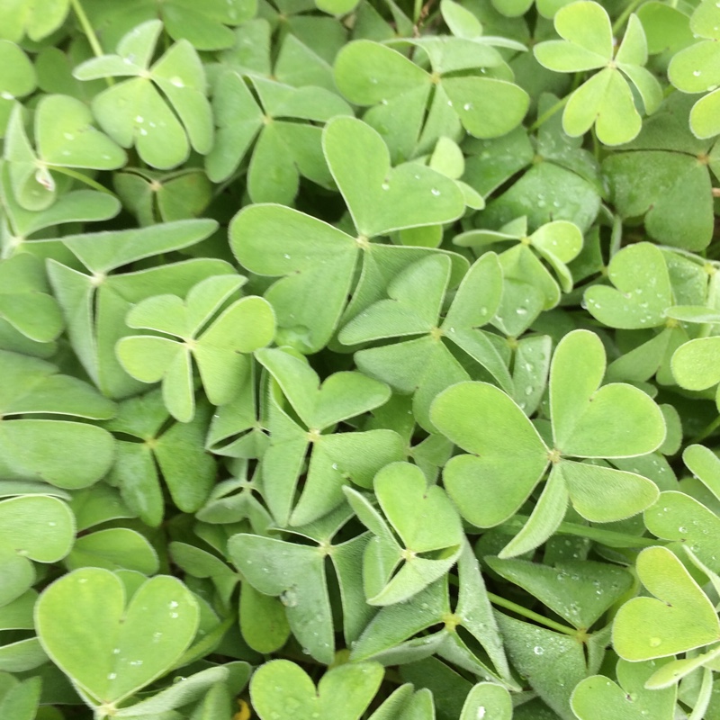 Plant image Oxalis articulata 'Liah'