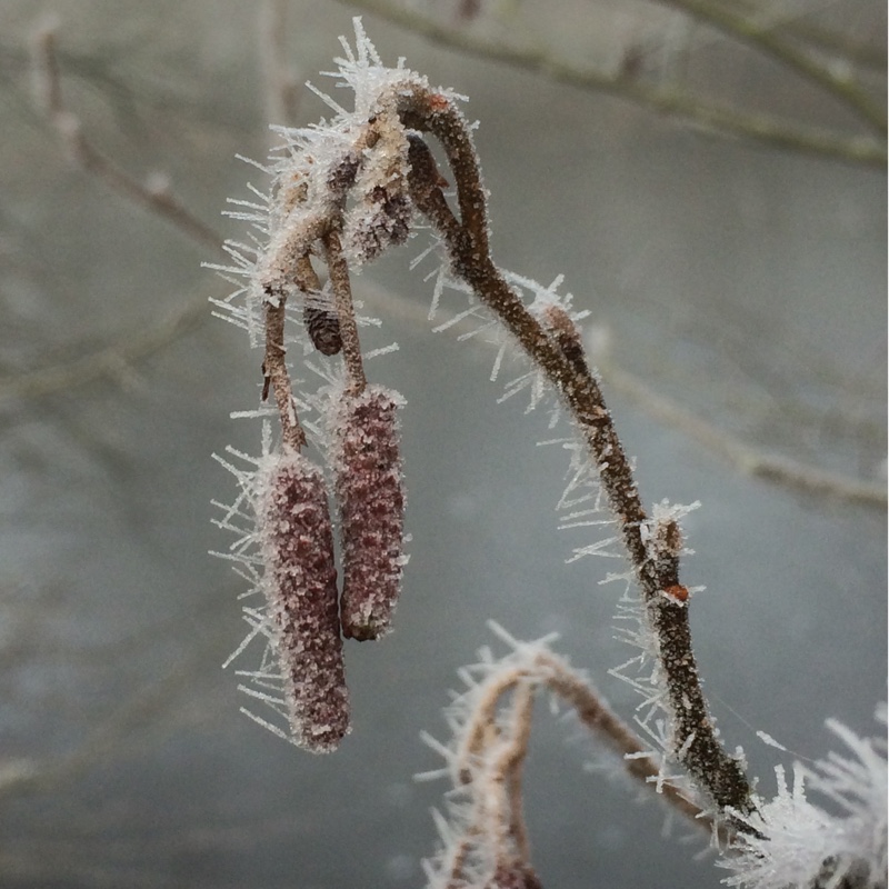 Plant image Alnus glutinosa