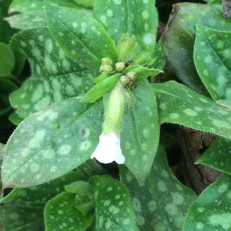 Plant image Pulmonaria officinalis 'Sissinghurst White'