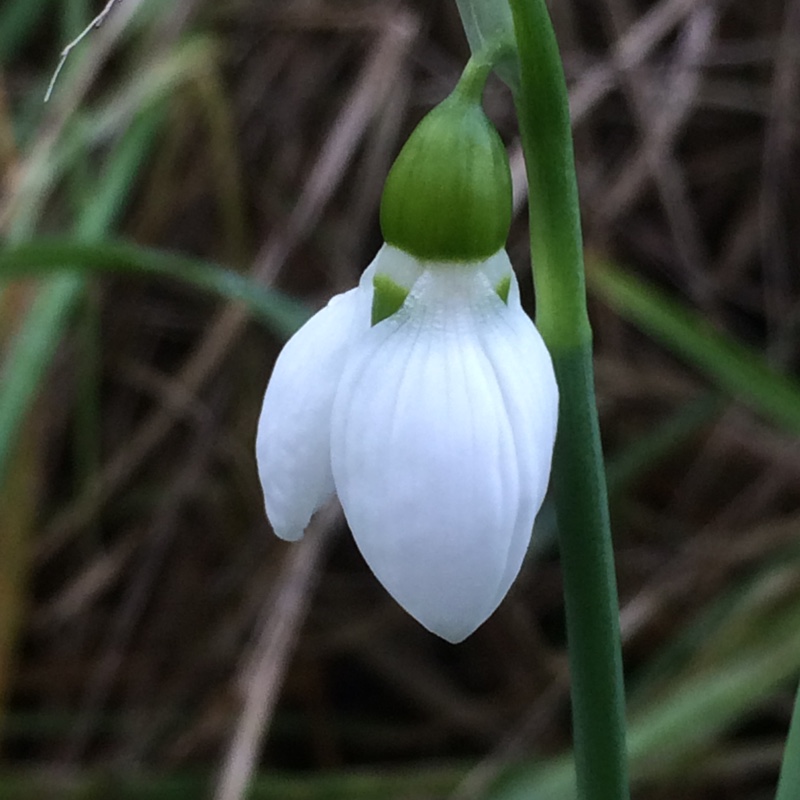 plant image 17495