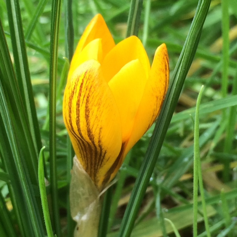 Plant image Crocus chrysanthus 'Dorothy'