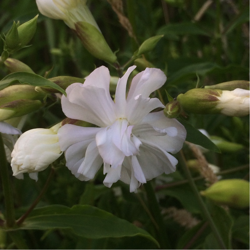 Plant image Saponaria officinalis 'Rosea Plena'