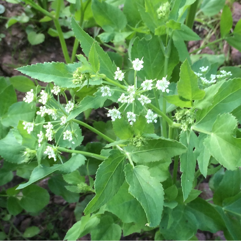 Plant image Sium Sisarum