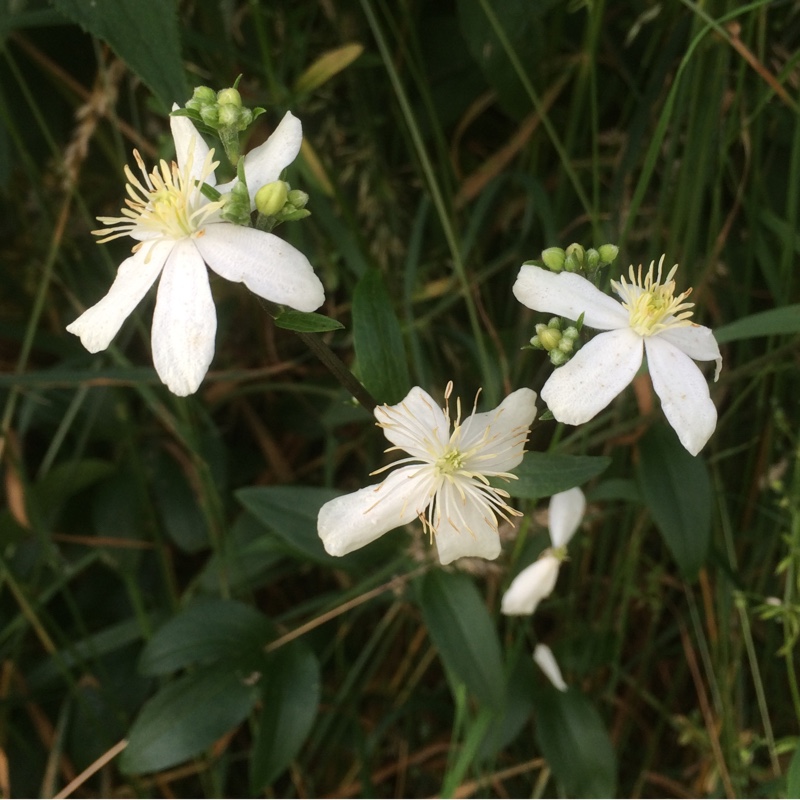 Plant image Clematis recta 'Purpurea'