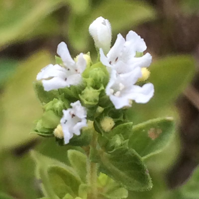 Plant image Origanum Vulgare subsp. Hirtum 'Hot and Spicy'