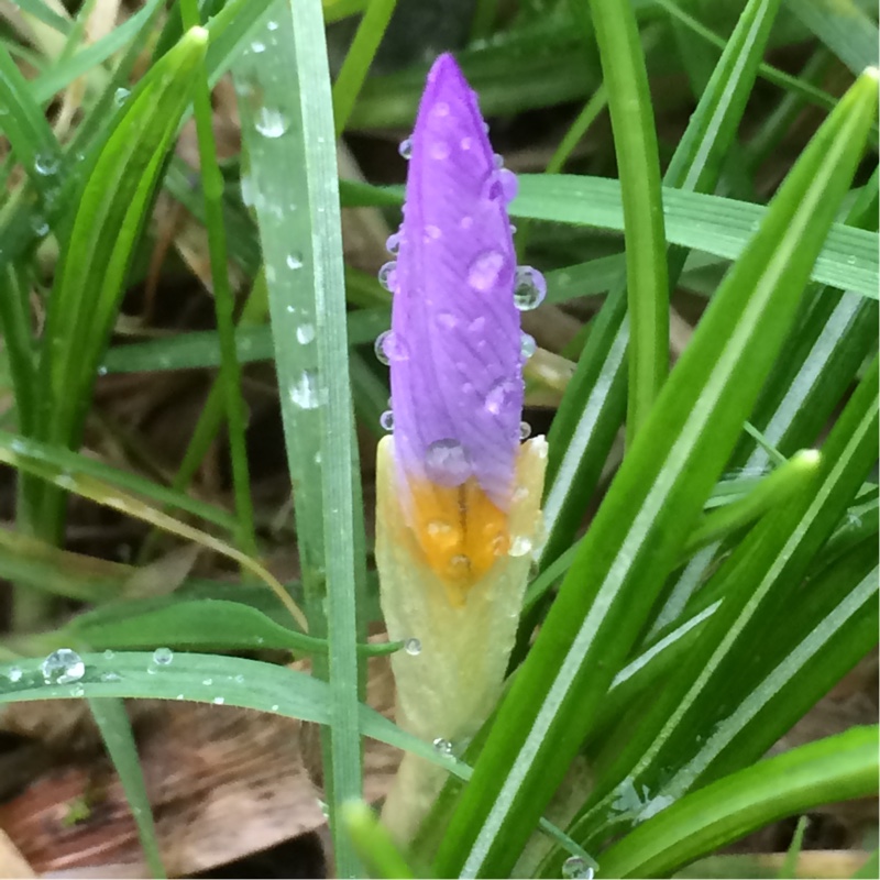 Plant image Crocus sieberi subsp. atticus