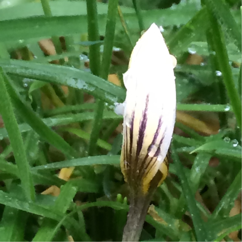 Plant image Crocus chrysanthus 'Snow Bunting'