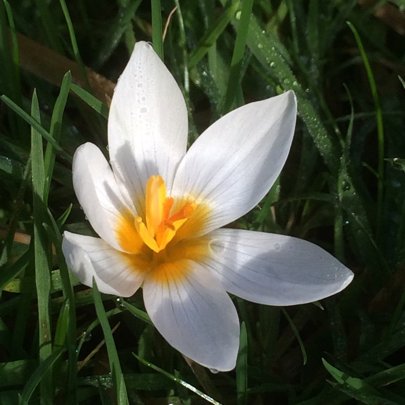 Plant image Crocus sieberi 'Bowles's White' syn. Crocus sieberi 'Albus'