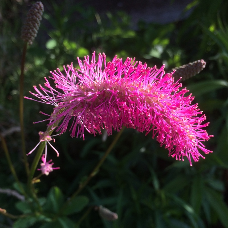 Plant image Sanguisorba obtusa