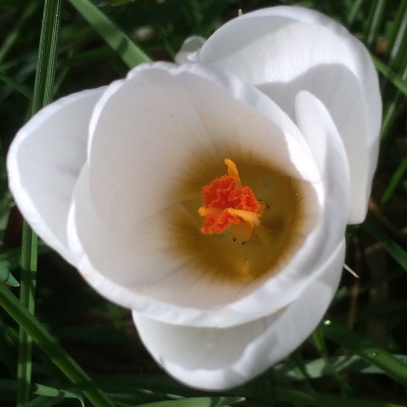 Plant image Crocus chrysanthus 'Aubade'