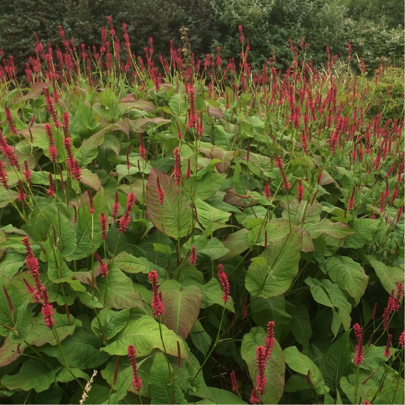 Plant image Persicaria amplexicaulis 'Firetail' syn. Polygonum amplexicaule 'Fire Tail'