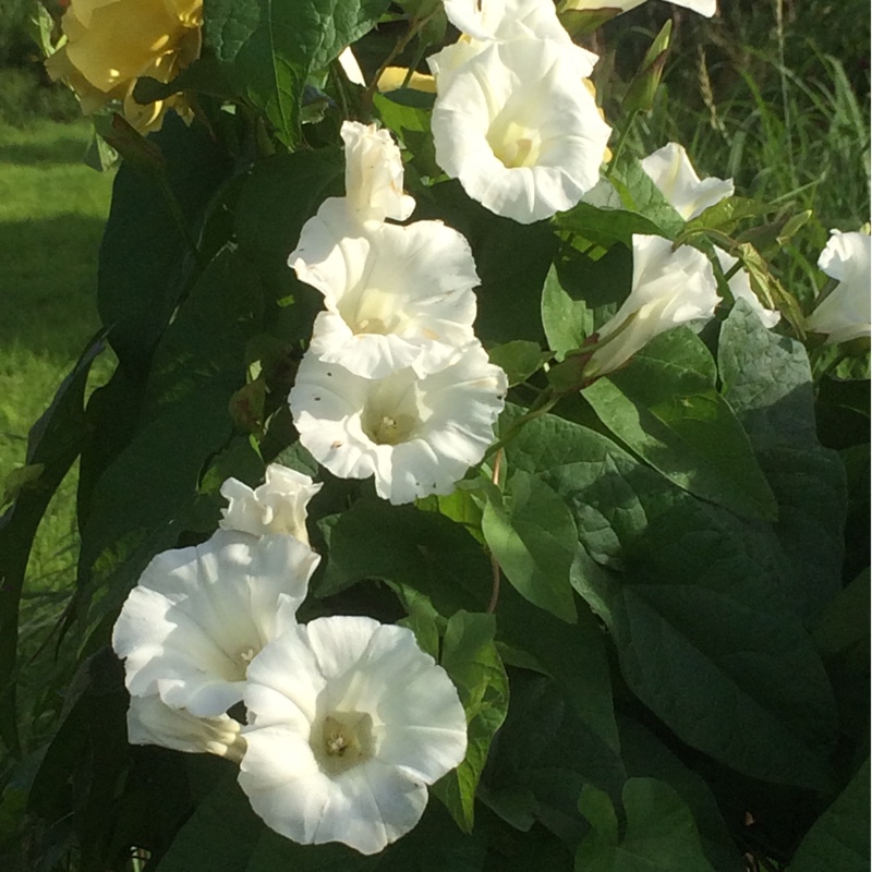 Plant image Calystegia sepium