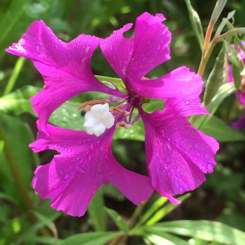 Plant image Clarkia pulchella