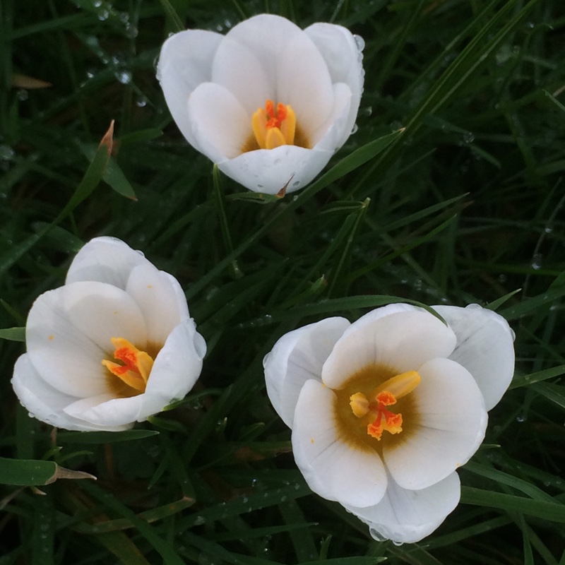 Plant image Crocus chrysanthus 'Snow White'