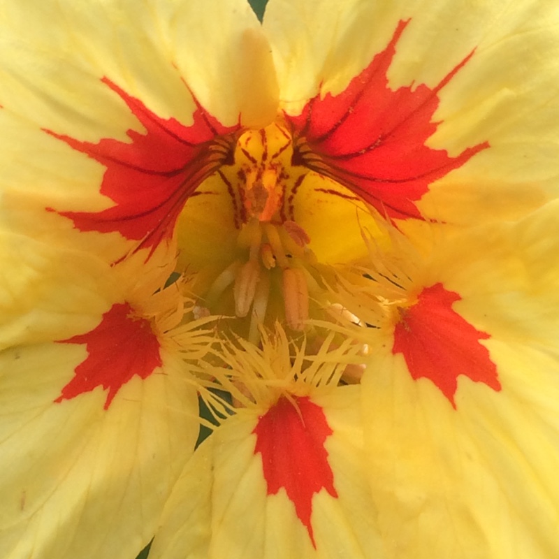 Plant image Tropaeolum majus 'Peach Melba'