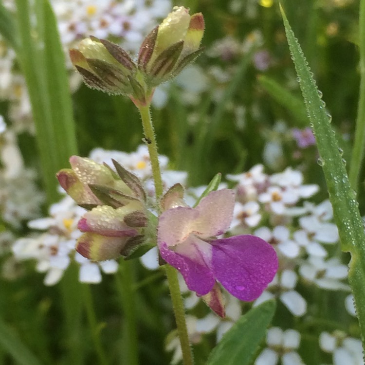 Plant image Collinsia heterophylla