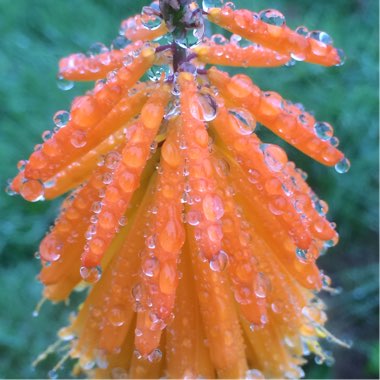 Kniphofia 'Mango Popsicle' (Popsicle Series)