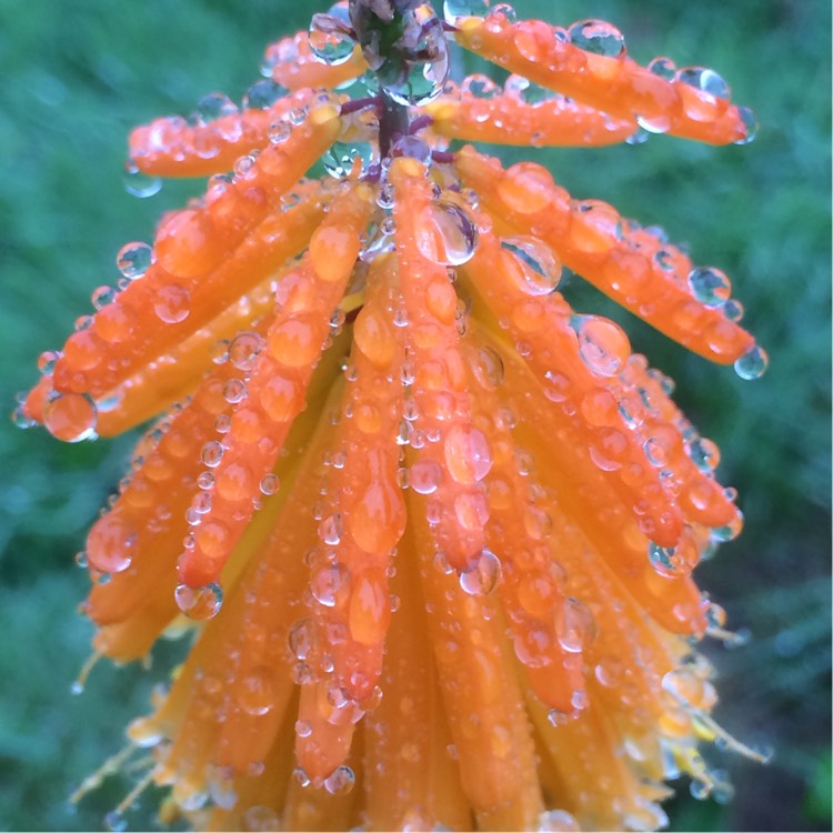 Plant image Kniphofia 'Mango Popsicle' (Popsicle Series)