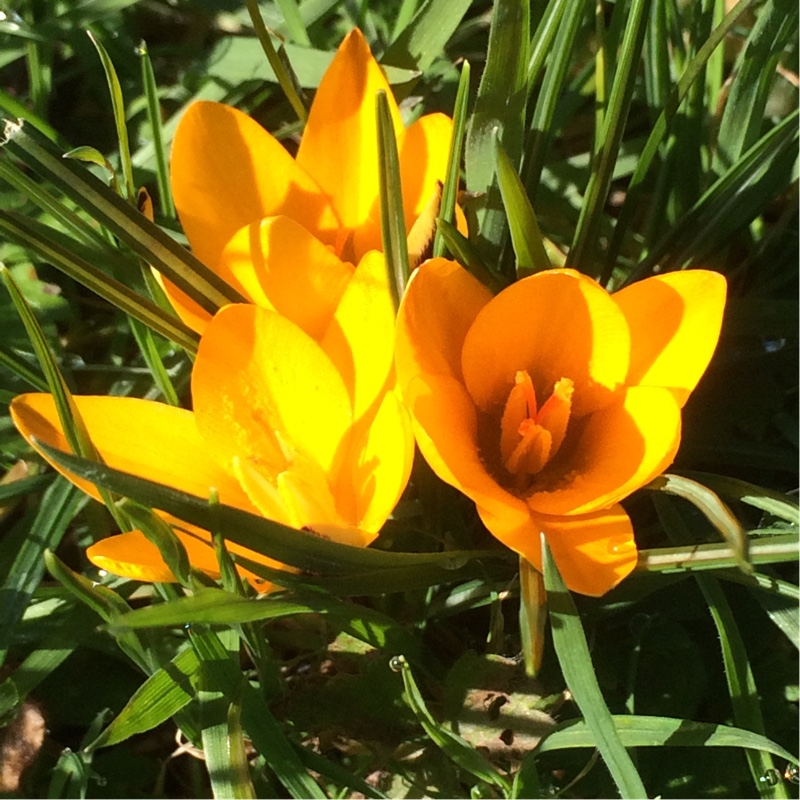 Plant image Crocus angustifolius  syn. Crocus susianus, Crocus susianus 'Cloth of Gold'