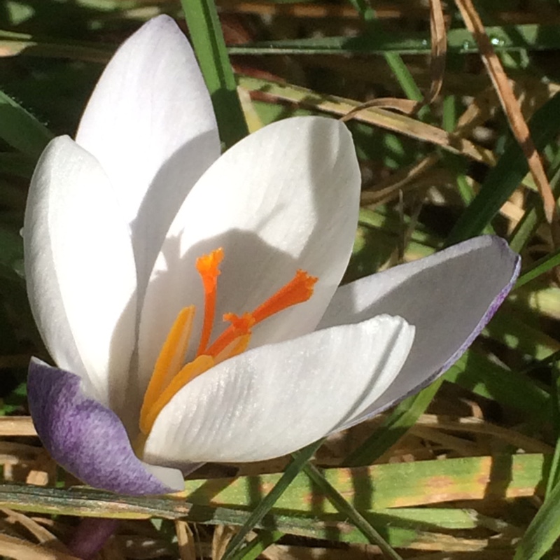 Plant image Crocus biflorus subsp. weldenii 'Fairy'