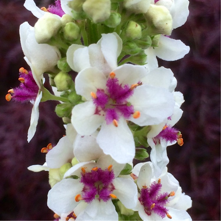 Plant image Verbascum chaixii 'Album'