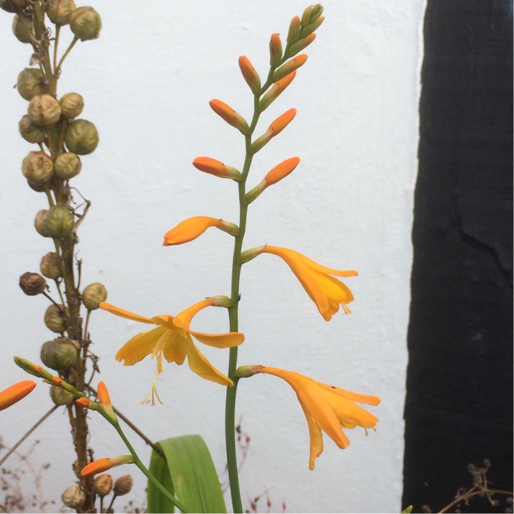 Plant image Crocosmia x crocosmiiflora 'George Davison'