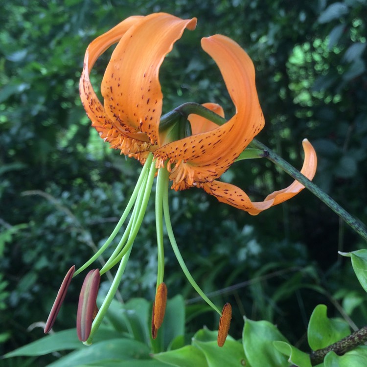 Plant image Lilium henryi