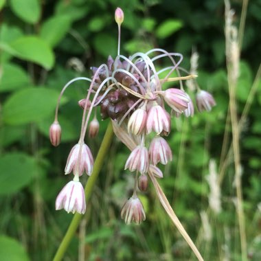 Allium oleraceum