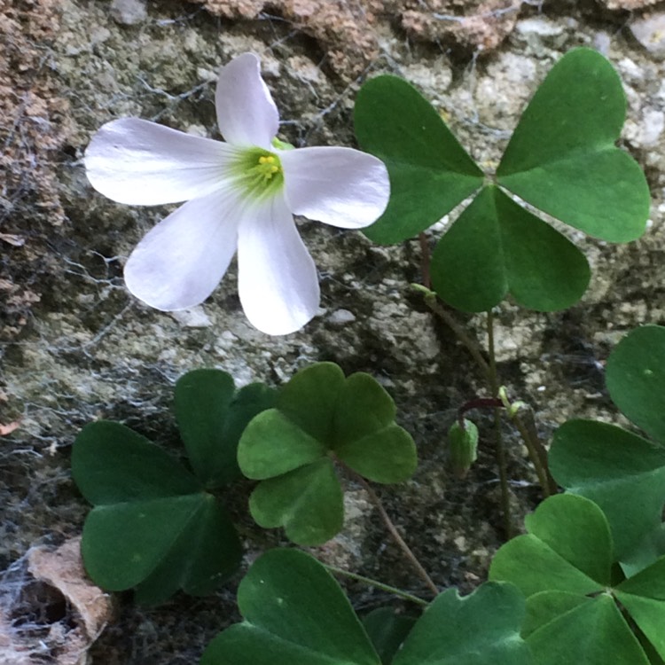 Plant image Oxalis Incarnata