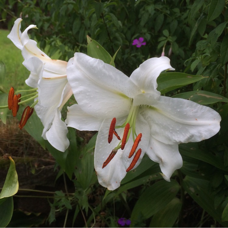 Plant image Lilium 'Casa Blanca'