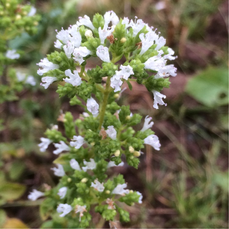 Plant image Origanum Vulgare subsp. Hirtum 'Hot and Spicy'