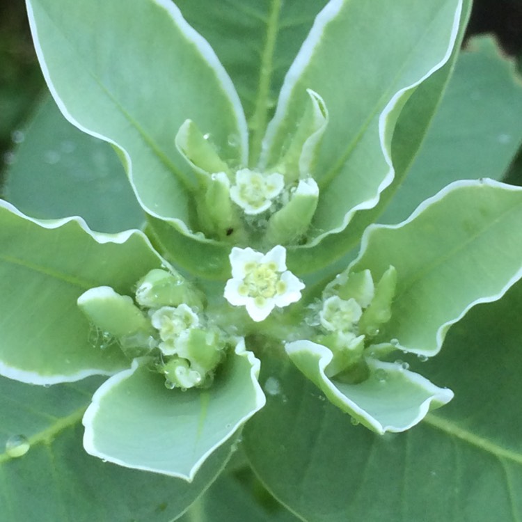 Plant image Euphorbia marginata