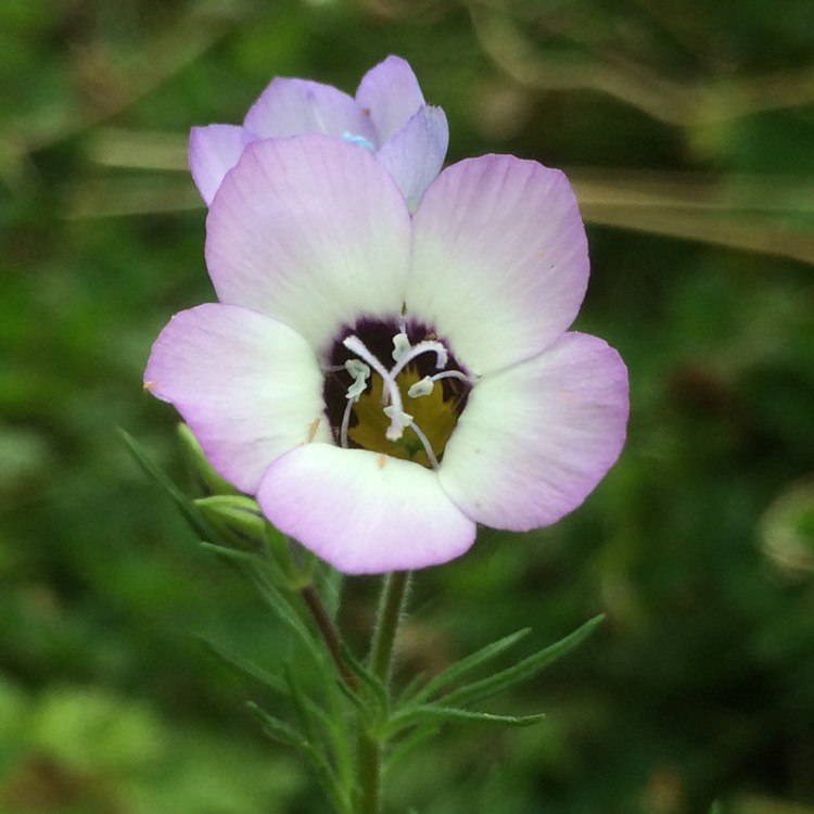 Plant image Gilia tricolor