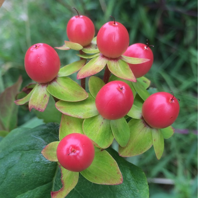 Plant image Hypericum x inodorum 'Magical Red'