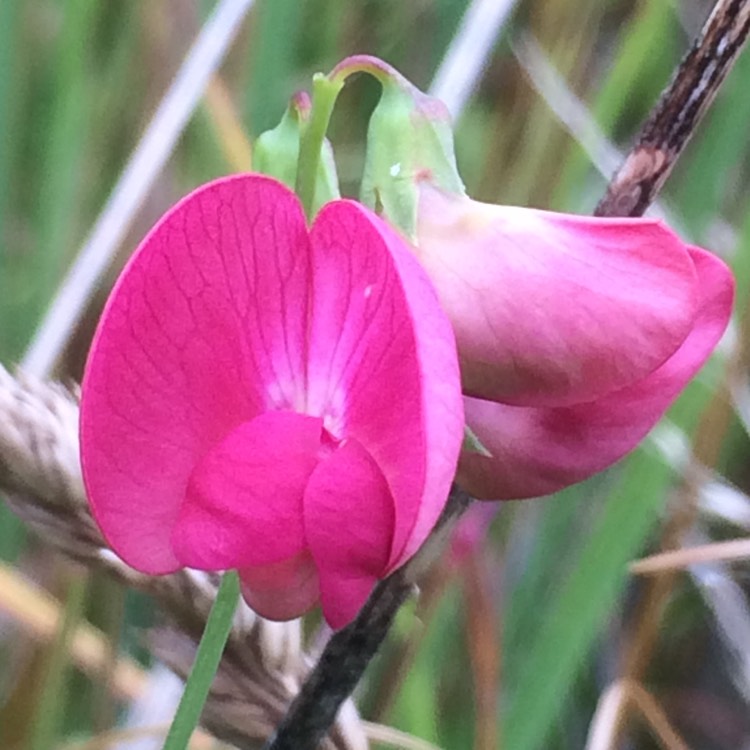 Plant image Lathyrus Tuberosus