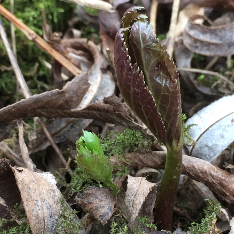 Plant image Helleborus viridis