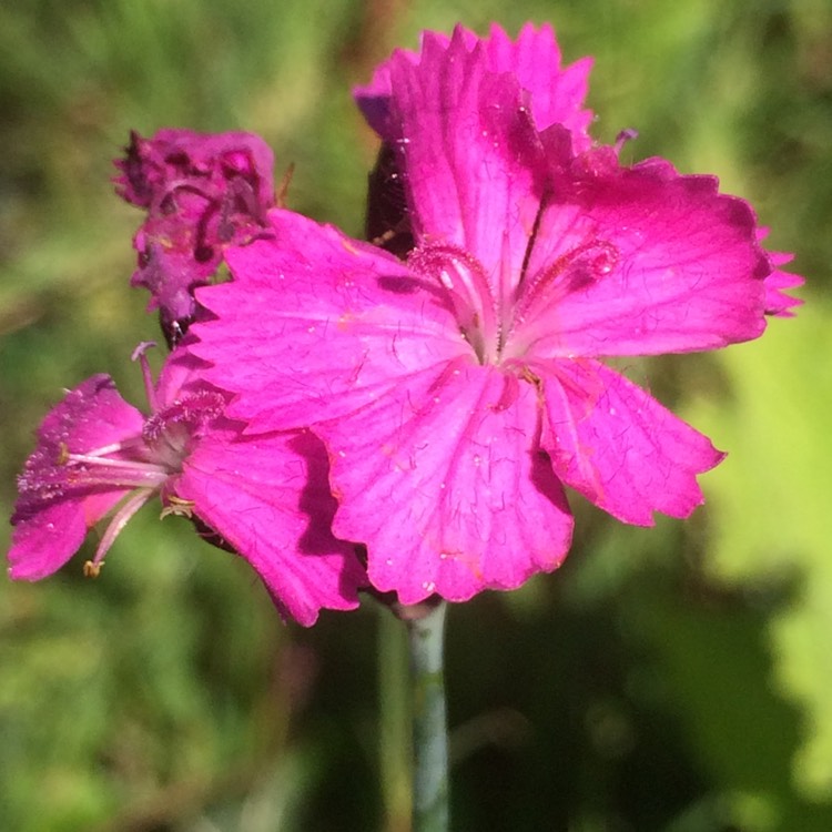 Plant image Dianthus carthusianorum