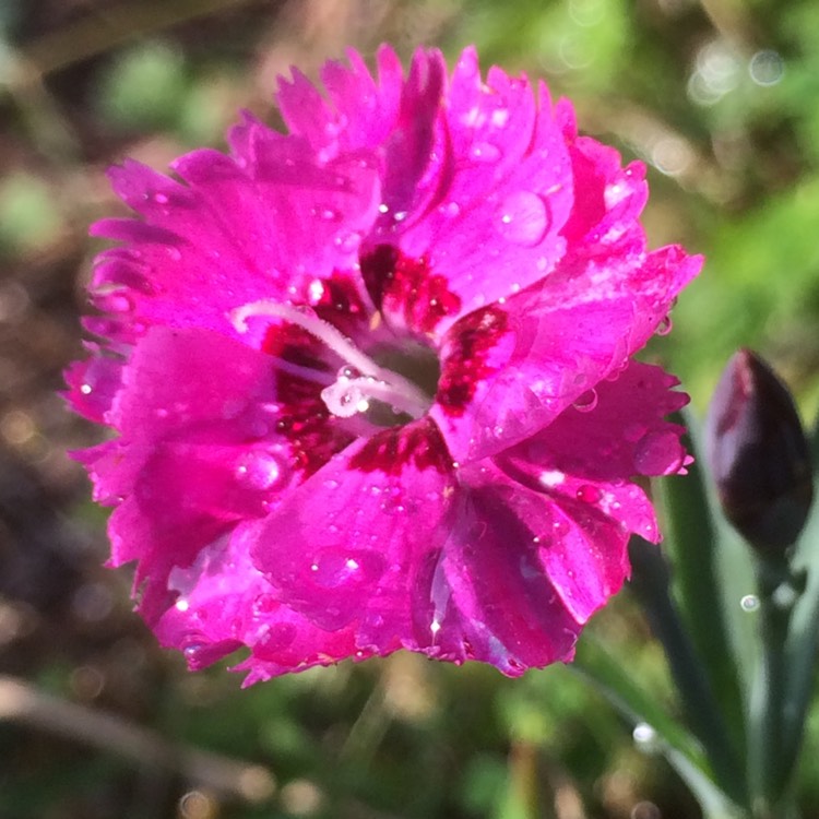 Plant image Dianthus plumarius 'Sweetness Mixed'