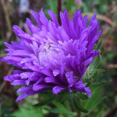 Callistephus chinensis 'Ostrich Feather Mixed'