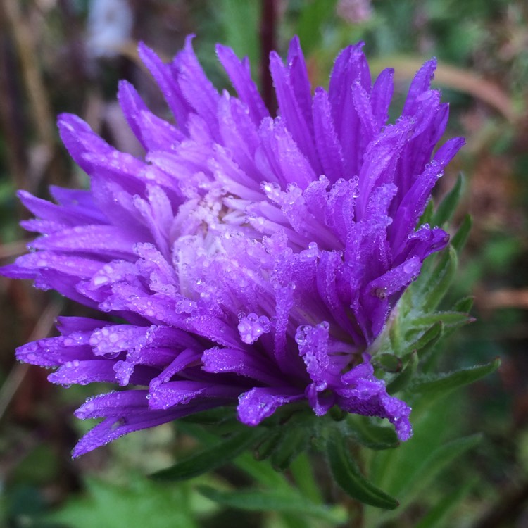 Plant image Callistephus chinensis 'Ostrich Feather Mixed'