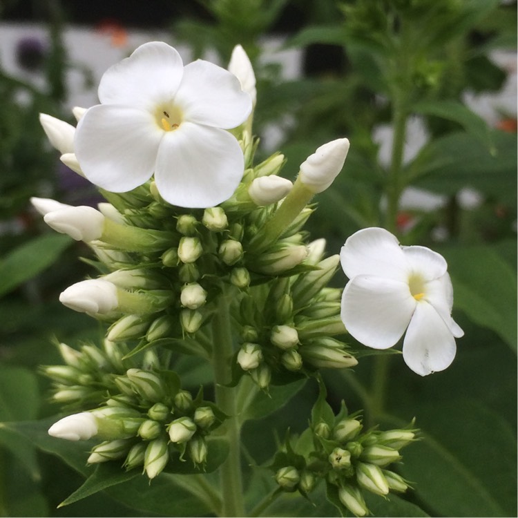 Plant image Phlox paniculata 'Mia Ruys'