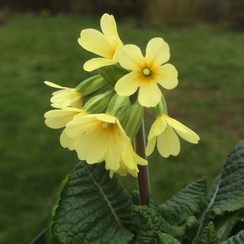 Primula elatior