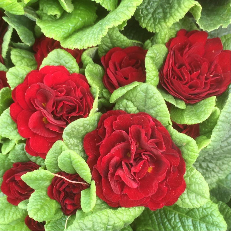 Plant image Primula belerina 'Valentine'