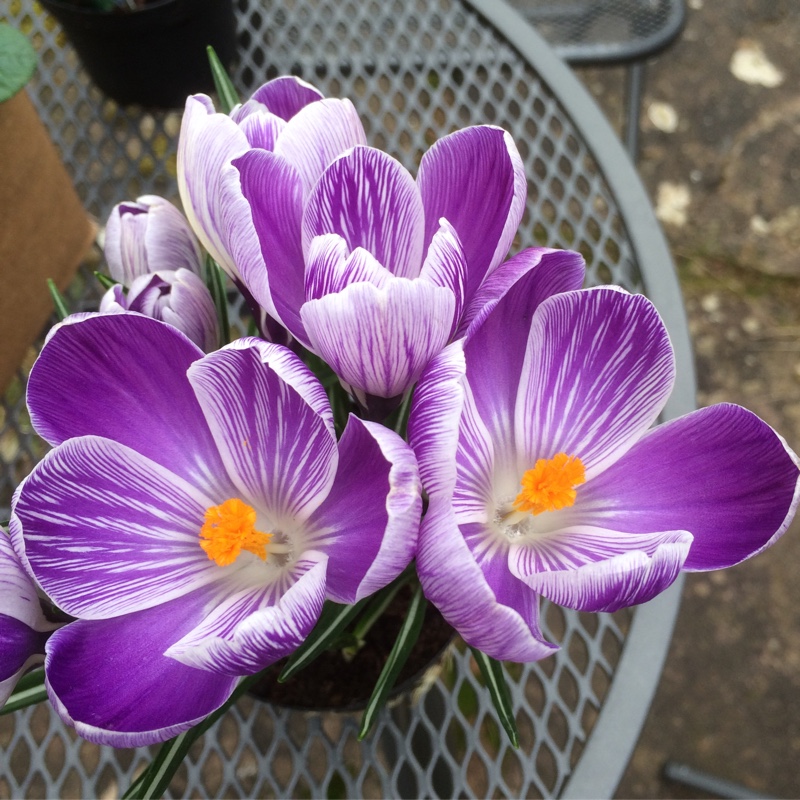 Crocus vernus 'King of the Striped'